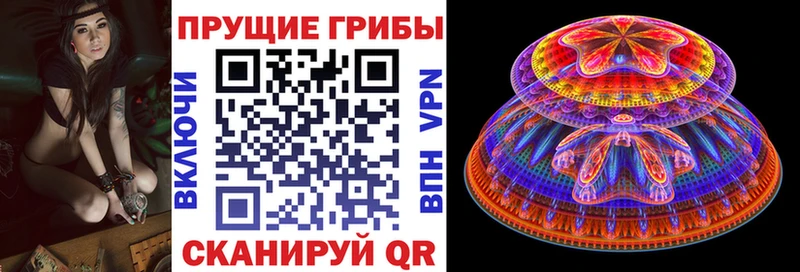 Псилоцибиновые грибы Psilocybine cubensis  закладка  Бузулук 